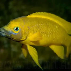 Jetzt Bestellen Neolamprologus leleupi (Tanganjika Goldcichlide)