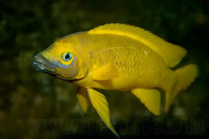 Jetzt Bestellen Neolamprologus leleupi (Tanganjika Goldcichlide)