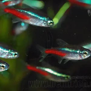 Neonsalmler, 15 Stück large (Paracheirodon innesi) Preisknaller