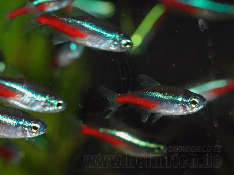 Neonsalmler, 15 Stück large (Paracheirodon innesi) Preisknaller