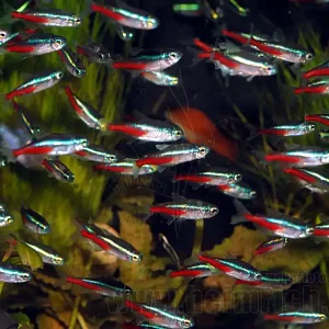 Top-Angebot Neonsalmler, 50 Stück large (Paracheirodon innesi)
