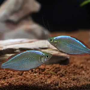Nur Für Kurze Zeit Neon-Zwergregenbogenfisch, 5 Stück (Melanotaenia praecox)
