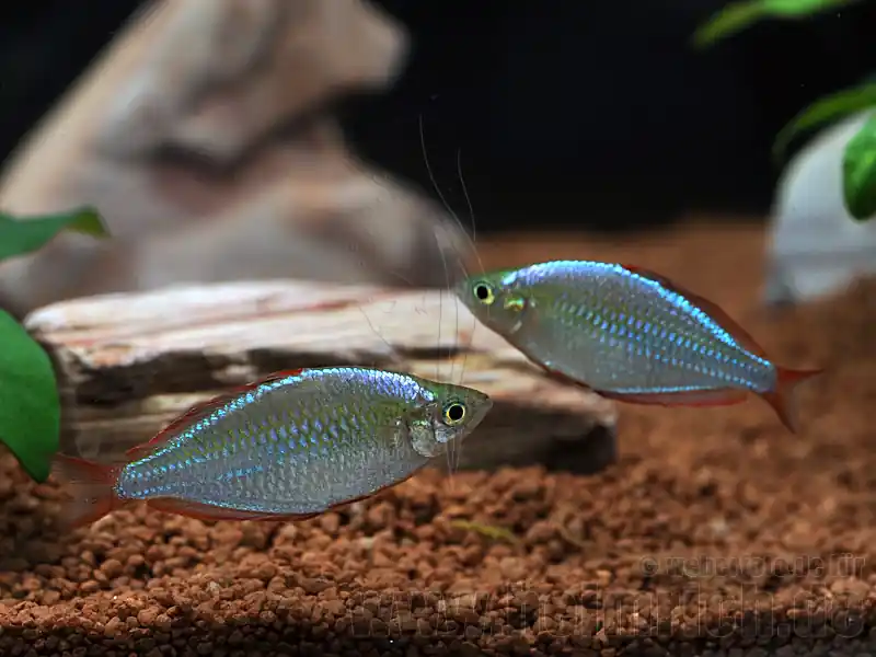 Nur Für Kurze Zeit Neon-Zwergregenbogenfisch, 5 Stück (Melanotaenia praecox)