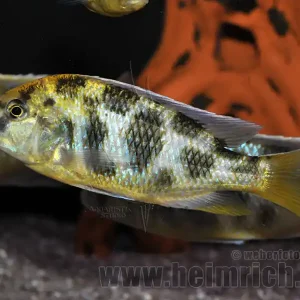 Neue Ware Nimbochromis venustus, XXL weibl.