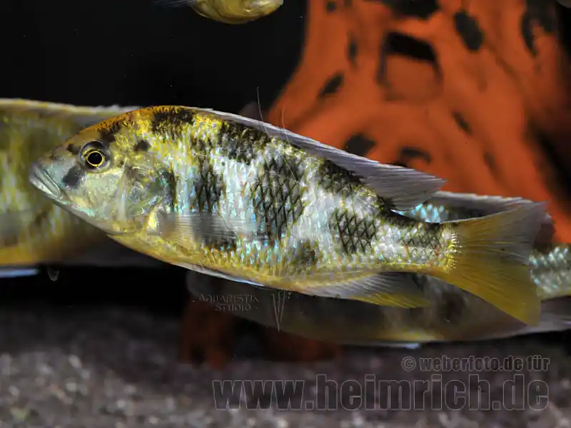 Neue Ware Nimbochromis venustus, XXL weibl.