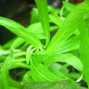Angebot Nomaphila angustifolia