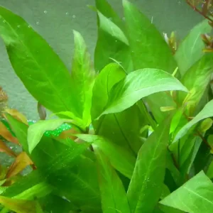 Nomaphila siamensis Begrenztes Angebot