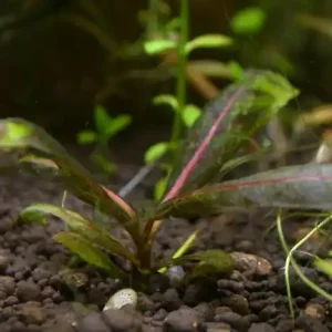 Nomaphila spec.'Rot' Expressversand