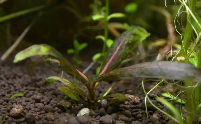 Nomaphila spec.'Rot' Expressversand