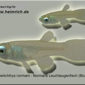 Normans Leuchtaugenfisch (Aplocheilichthys normani) Garantierte Lieferung