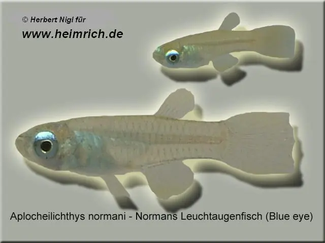 Normans Leuchtaugenfisch (Aplocheilichthys normani) Garantierte Lieferung