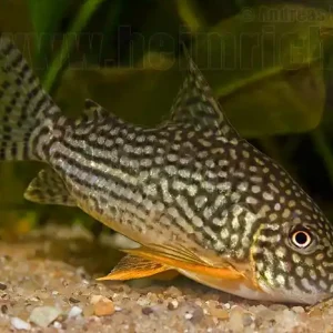 Sofort Bestellen Orangeflossen-Panzerwels, 3-4cm 5 Stück (Corydoras sterbai)