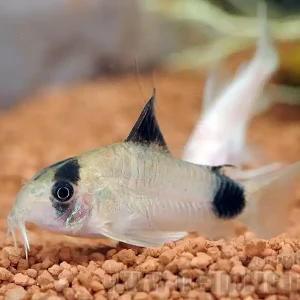 Sonderaktion Panda-Panzerwels, 3cm 10 Stück (Corydoras panda)
