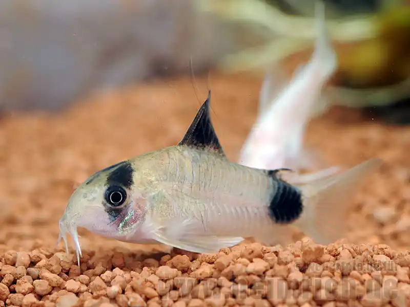 Sonderaktion Panda-Panzerwels, 3cm 10 Stück (Corydoras panda)