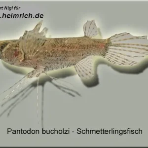 Begrenztes Angebot Pantodon buchholzi (Schmetterlingsfisch)