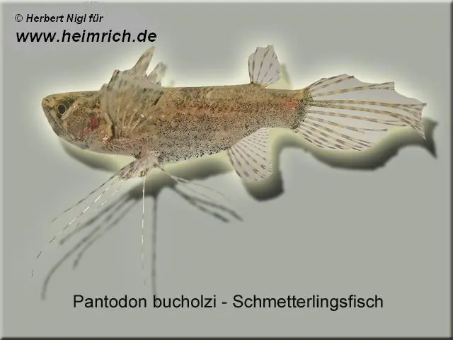 Begrenztes Angebot Pantodon buchholzi (Schmetterlingsfisch)