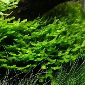 Pellia endiviaefolia, large Günstig