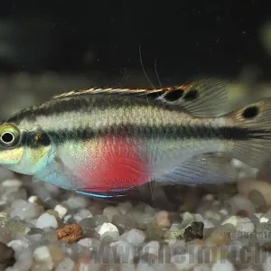 Top-Angebot Pelv. pulcher "Super Red", weibl. SHOW (Purpurprachtbarsch)