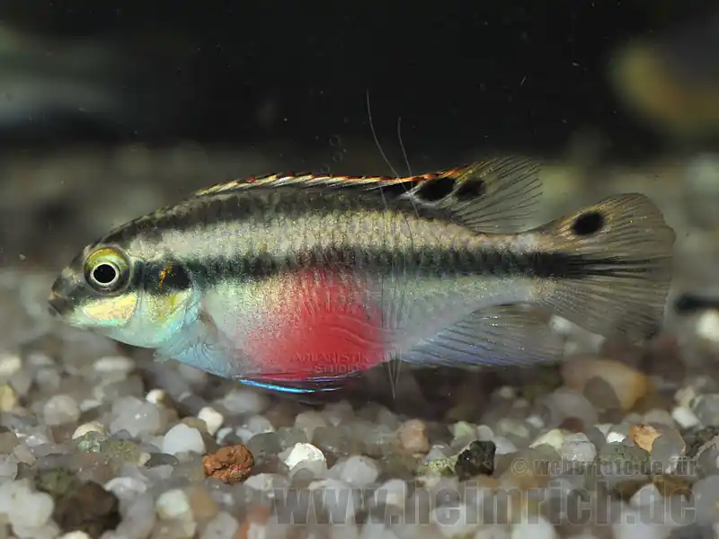 Top-Angebot Pelv. pulcher "Super Red", weibl. SHOW (Purpurprachtbarsch)