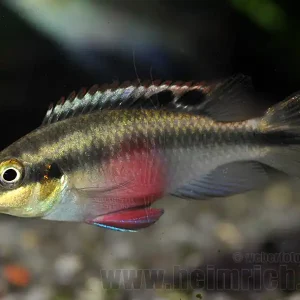 Pelvicachromis pulcher "Super Red", weibl. lg (Purpurprachtbarsc Expressversand