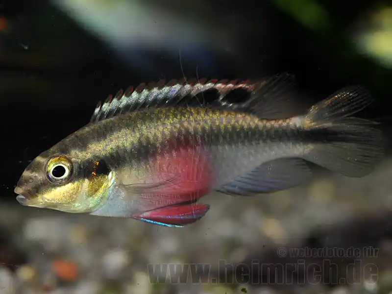 Pelvicachromis pulcher "Super Red", weibl. lg (Purpurprachtbarsc Expressversand