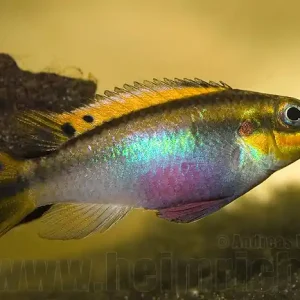 Pelvicachromis taeniatus, Lobe (Smaragdbuntbarsch) Kracherpreis