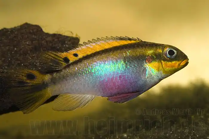 Pelvicachromis taeniatus, Lobe (Smaragdbuntbarsch) Kracherpreis