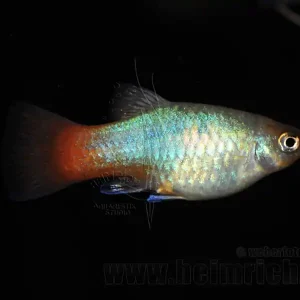 Nur Heute Platy "Papagei smaragd", lg (Xiph. mac., spec.)