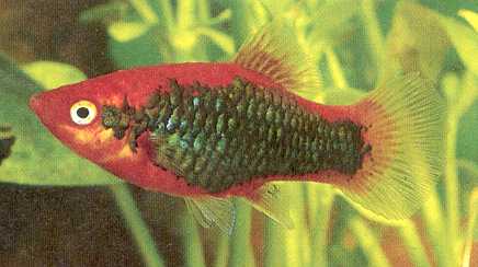 Bestseller Platy "Red Tuxedo", lg (Xiph. mac., spec. Red Tuxedo)