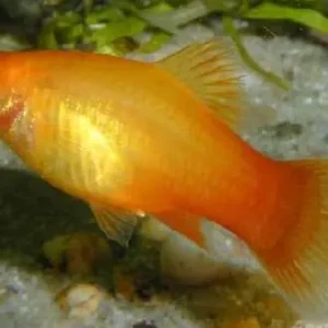 Platy "Sunset", lg (Xiph. mac., spec. Sunset) Solange Der Vorrat Reicht