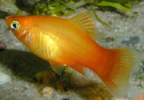 Platy "Sunset", lg (Xiph. mac., spec. Sunset) Solange Der Vorrat Reicht