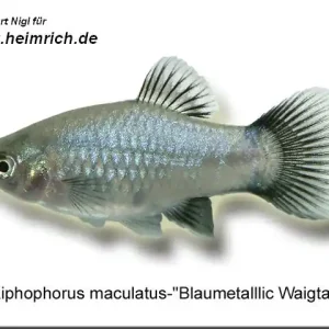 Super-Preis Platy PREMIUM-"Blau metallic Wagtail", lg (Xiph. mac., spe