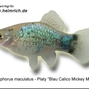 Platy PREMIUM-"Blue Calico Mickey Mouse", lg (Xiph. mac., spe Echt