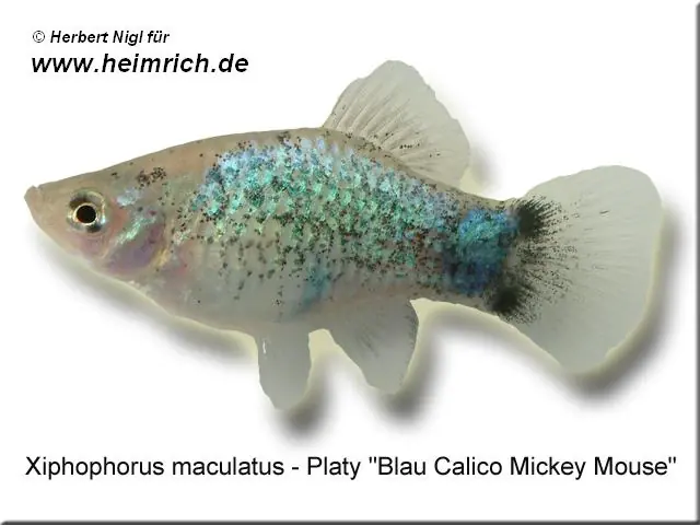 Platy PREMIUM-"Blue Calico Mickey Mouse", lg (Xiph. mac., spe Echt