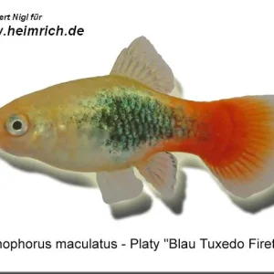 Platy PREMIUM-"Blue Tuxedo Firetail", lg (Xiph. mac., spec.) Top-Seller