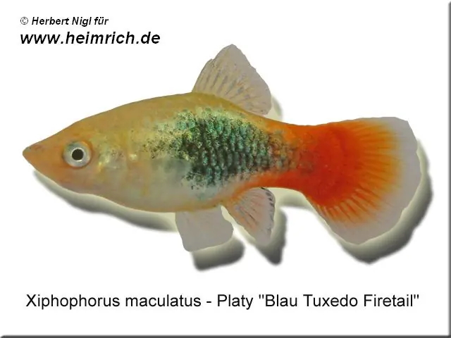Platy PREMIUM-"Blue Tuxedo Firetail", lg (Xiph. mac., spec.) Top-Seller