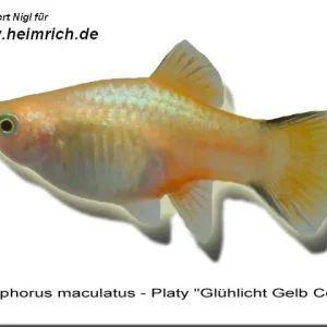 Platy PREMIUM-"Glühlicht Gelb Comet", lg (Xiph. mac., spec.) Billig