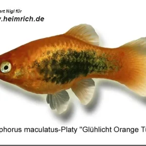 Platy PREMIUM-"Glühlicht Orange Tuxedo", lg (Xiph. mac., spec.) Sichere Zahlung