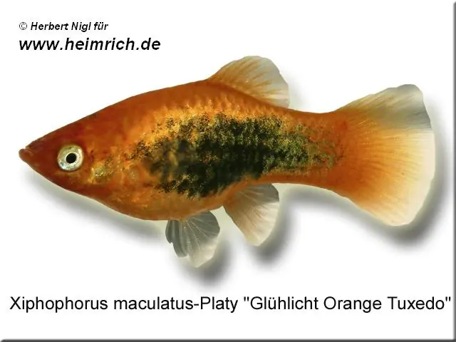 Platy PREMIUM-"Glühlicht Orange Tuxedo", lg (Xiph. mac., spec.) Sichere Zahlung