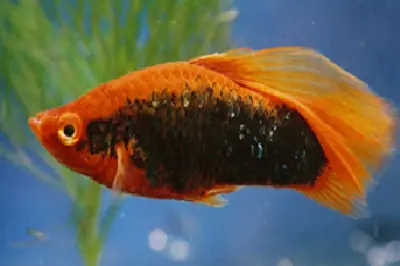 Platy PREMIUM-"Simpson Red Tuxedo", lg (Xiph. mac., spec.) Neu