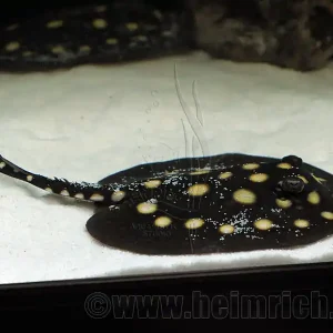Echt Potamotrygon leopoldi, männl. 16cm (Schwarze- od. Eclipse-Rochen