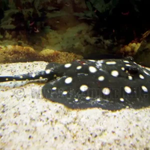 Potamotrygon leopoldi, männl. 18cm (Schwarze- od. Eclipse-Rochen Neue Ware