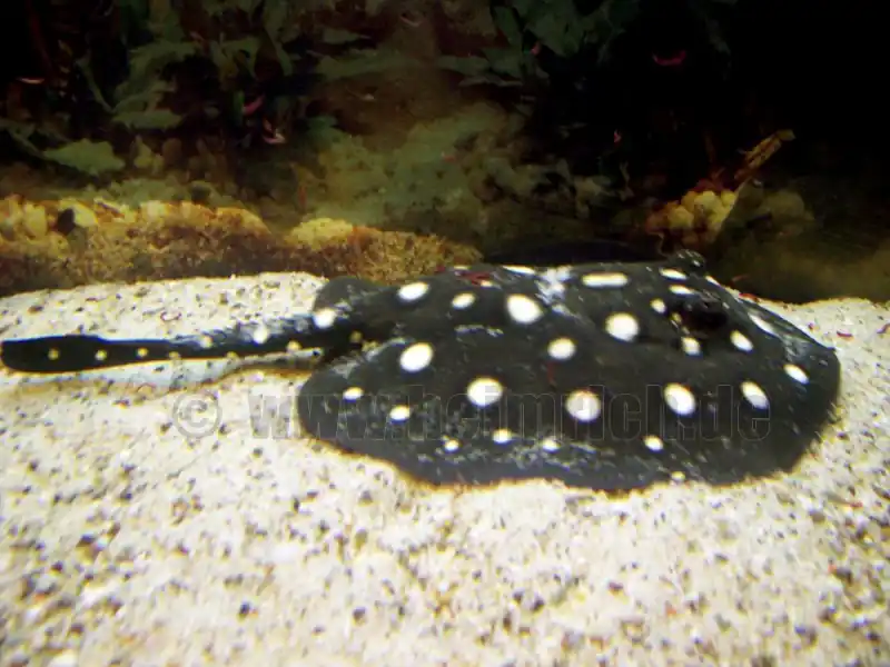 Potamotrygon leopoldi, männl. 18cm (Schwarze- od. Eclipse-Rochen Neue Ware