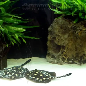 Potamotrygon leopoldi, Paar 16cm (Schwarze- od. Eclipse-Rochen Garantierte Lieferung
