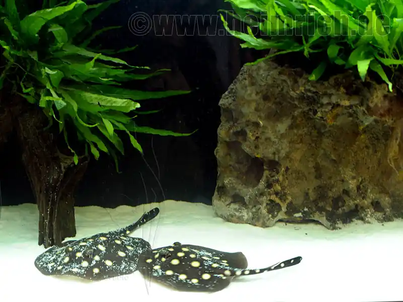 Potamotrygon leopoldi, Paar 16cm (Schwarze- od. Eclipse-Rochen Garantierte Lieferung