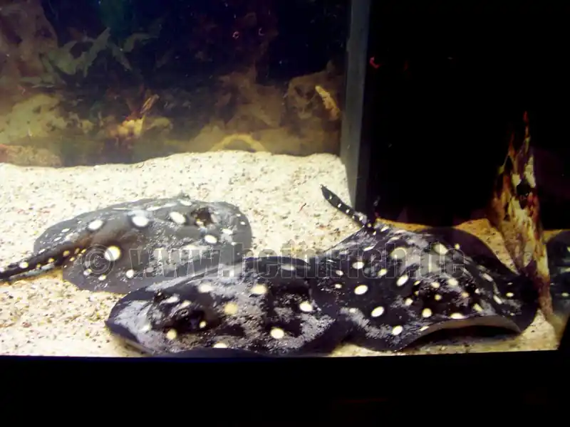 Potamotrygon leopoldi, Paar 18cm (Schwarze- od. Eclipse-Rochen Geprüft