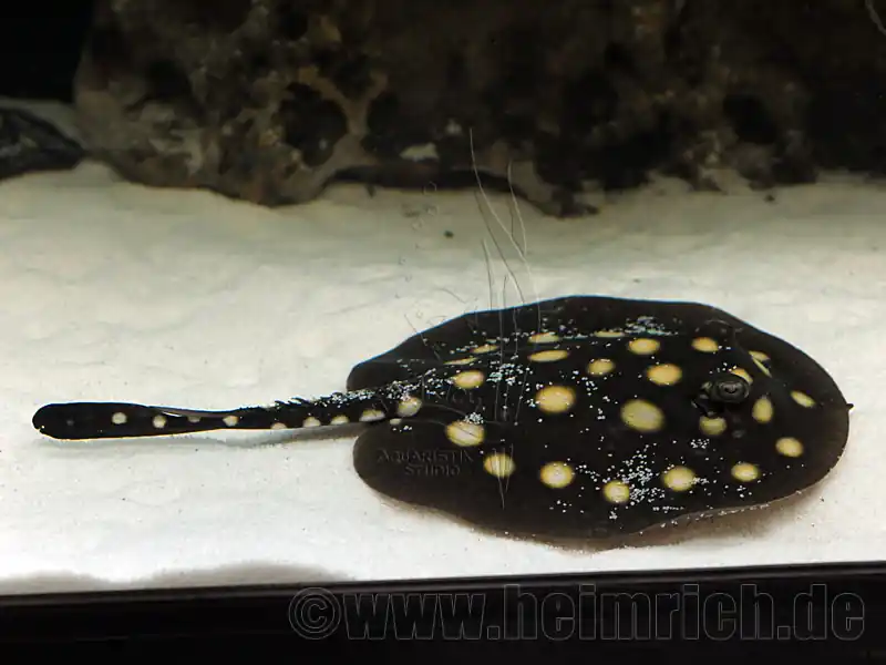 Potamotrygon leopoldi, weibl. 14cm (Schwarze- od. Eclipse-Rochen Expressversand