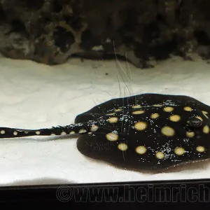 Beliebt Potamotrygon leopoldi, weibl. 16cm (Schwarze- od. Eclipse-Rochen
