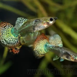 Prachtguppy weibl. 2er-Set, spottet Top-Preis