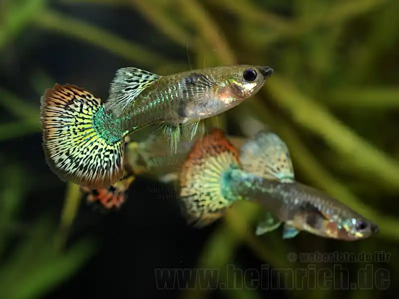 Prachtguppy weibl. 2er-Set, spottet Top-Preis